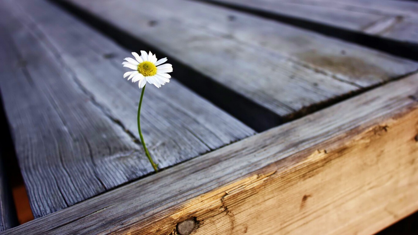 Жизнь среди смерти обои