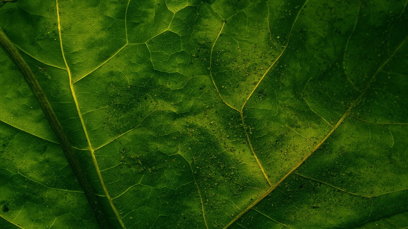 Макро зеленый лист обои