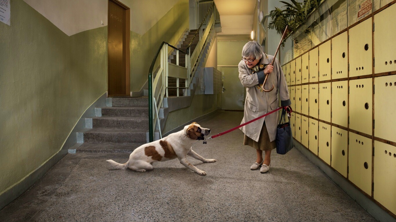 Непослушная собака обои