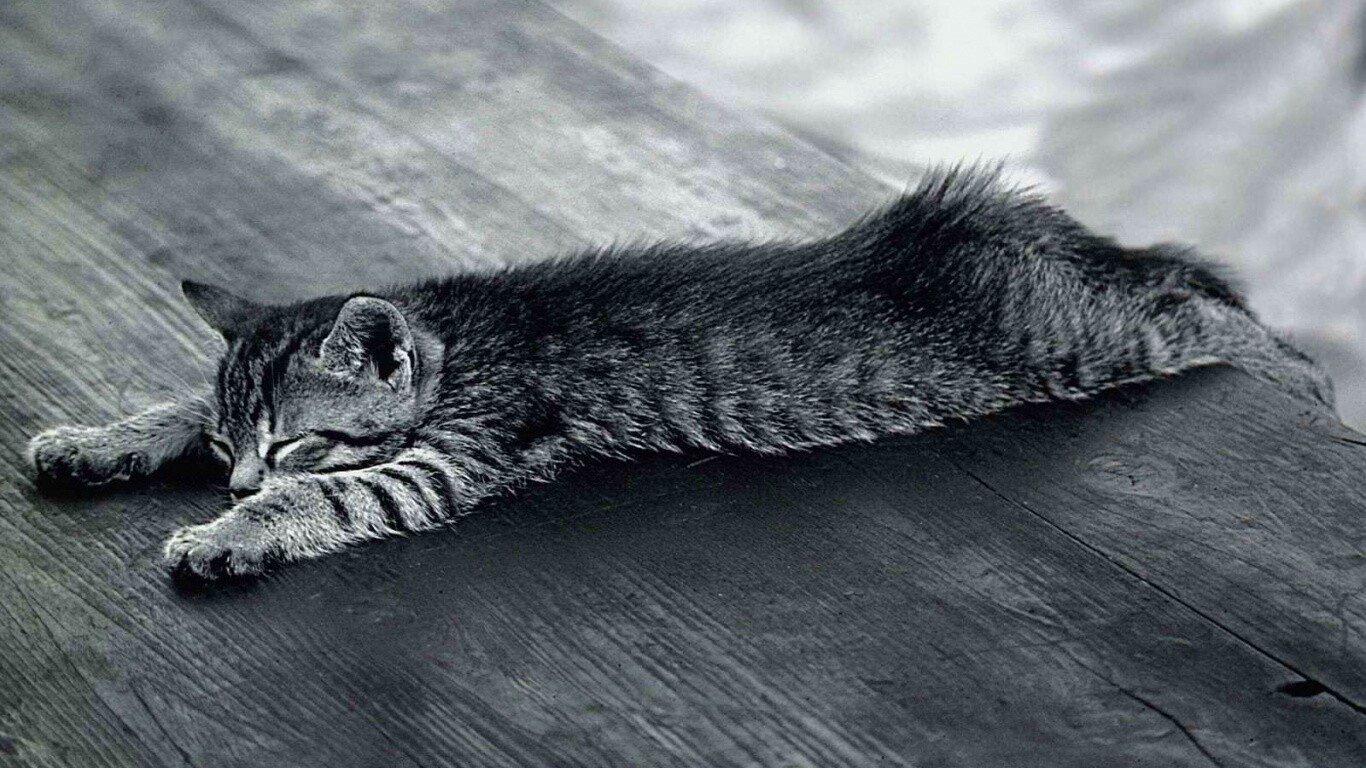 Растянувшийся кошара обои