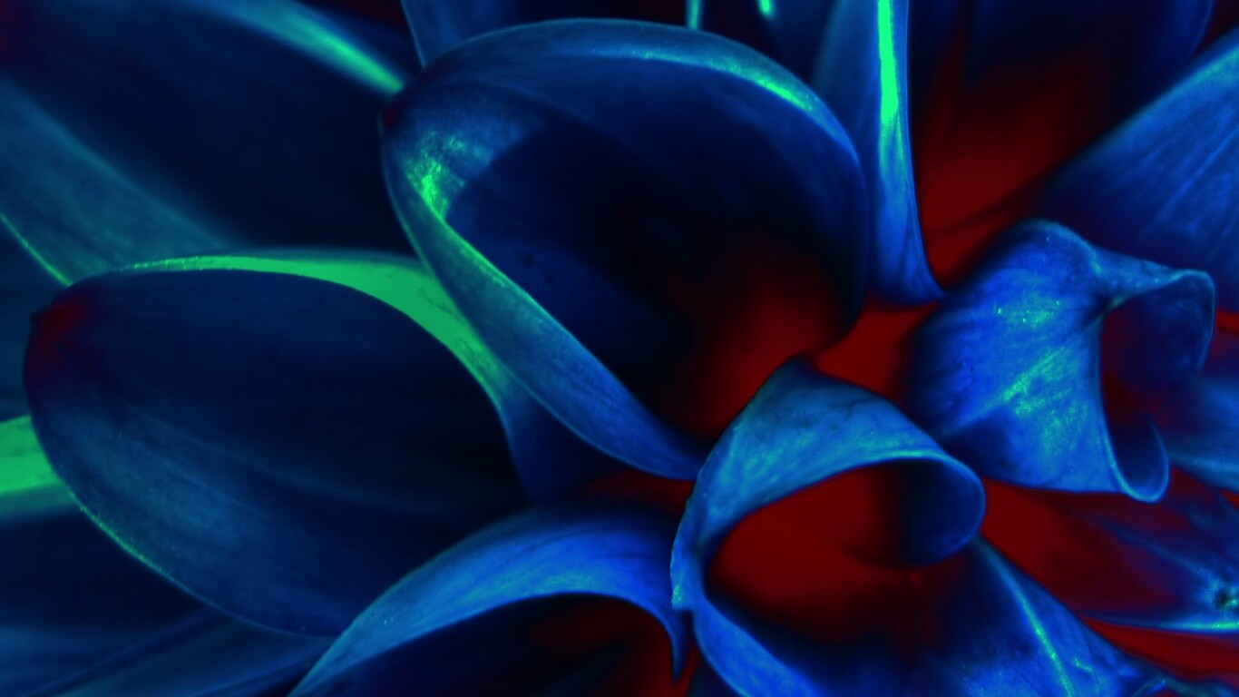 Лепестки обои