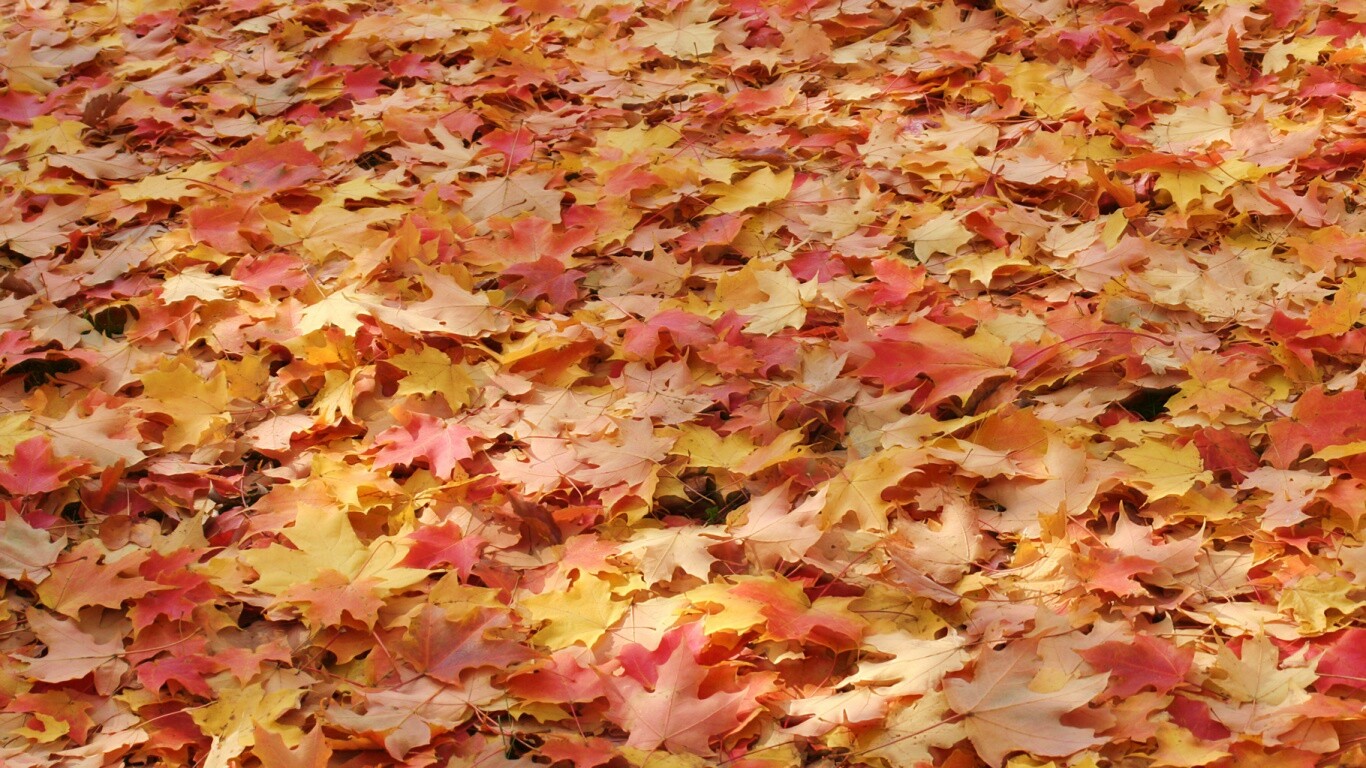 Листья клена обои