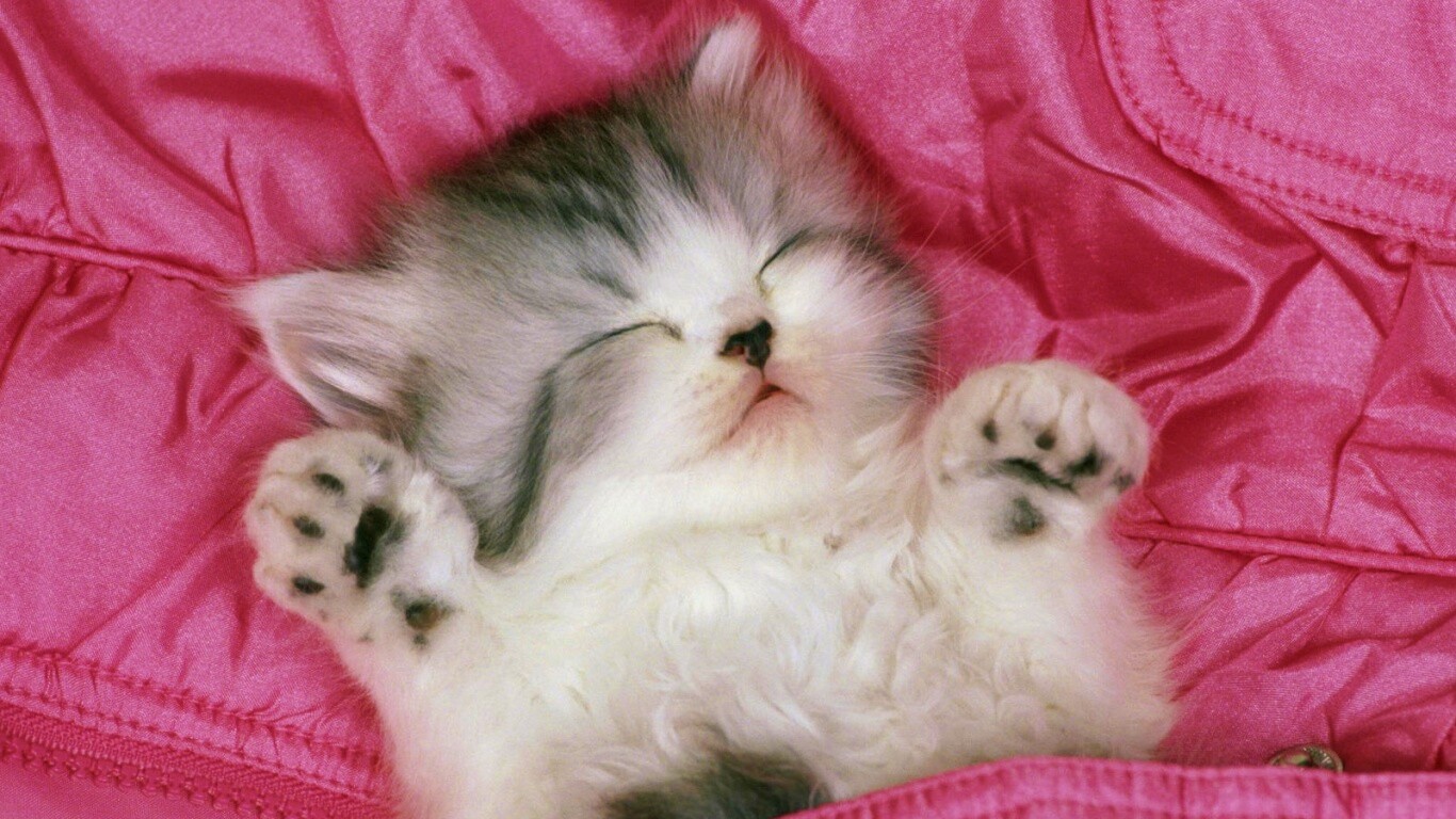 Котенок на розовой куртке обои