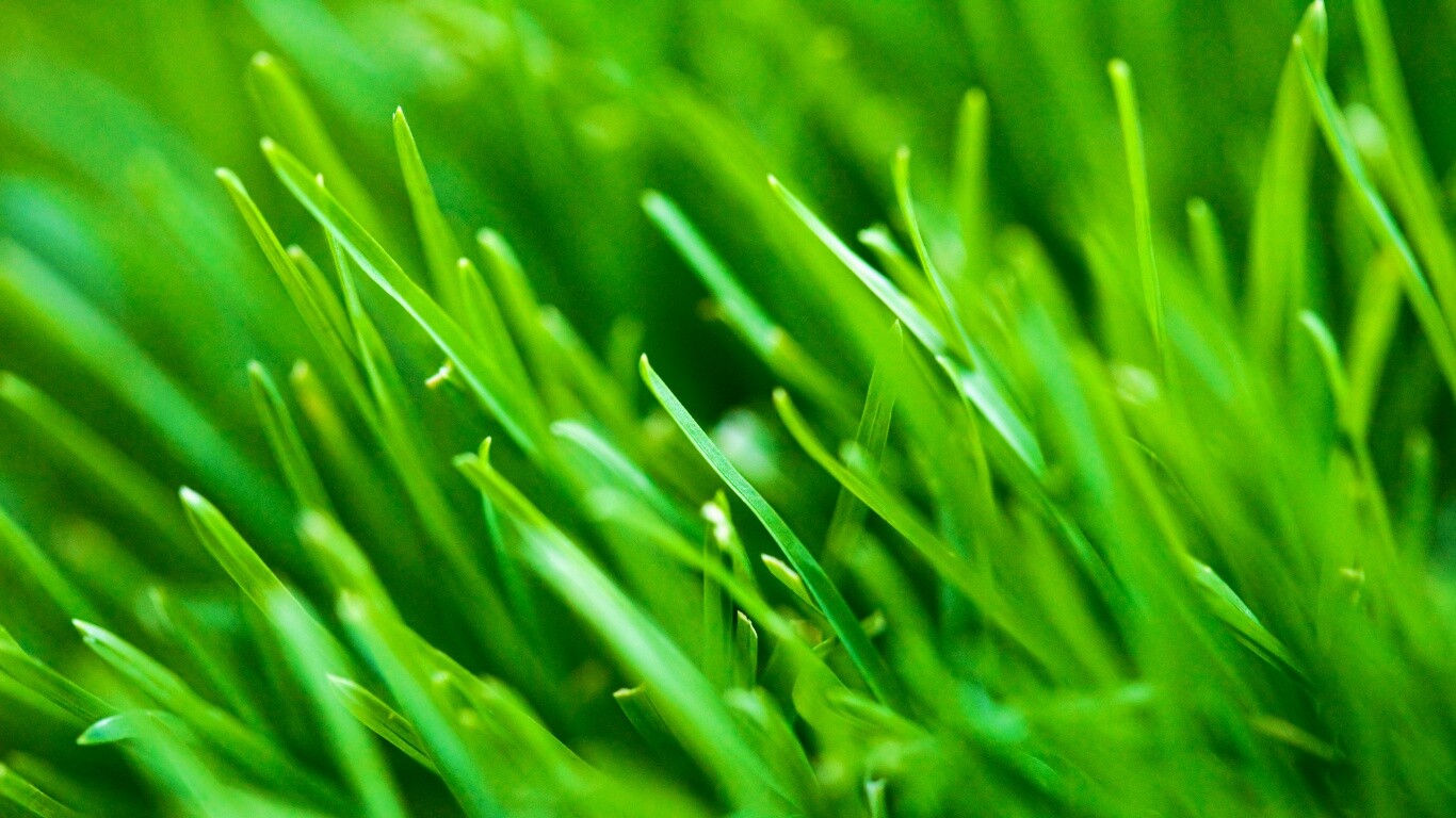 Зеленая свежая трава обои