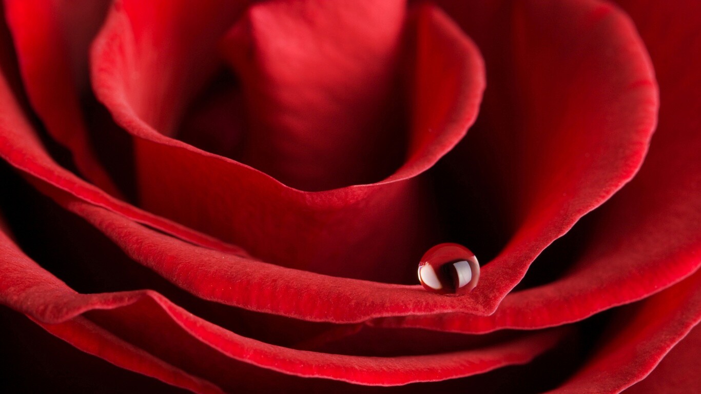 Капля воды на лепестке розы обои