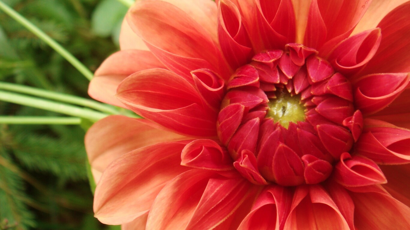 Аленький цветочек обои