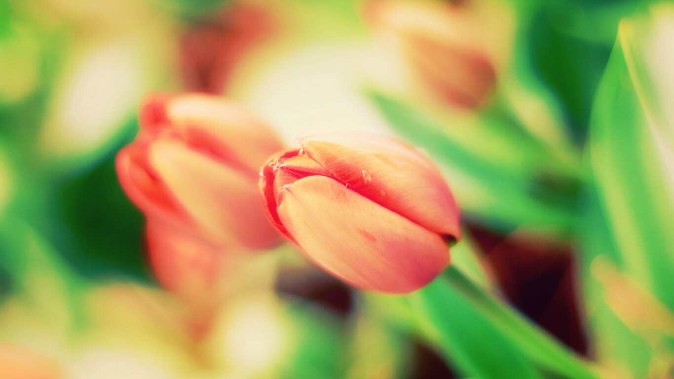 Красивый тюльпан обои
