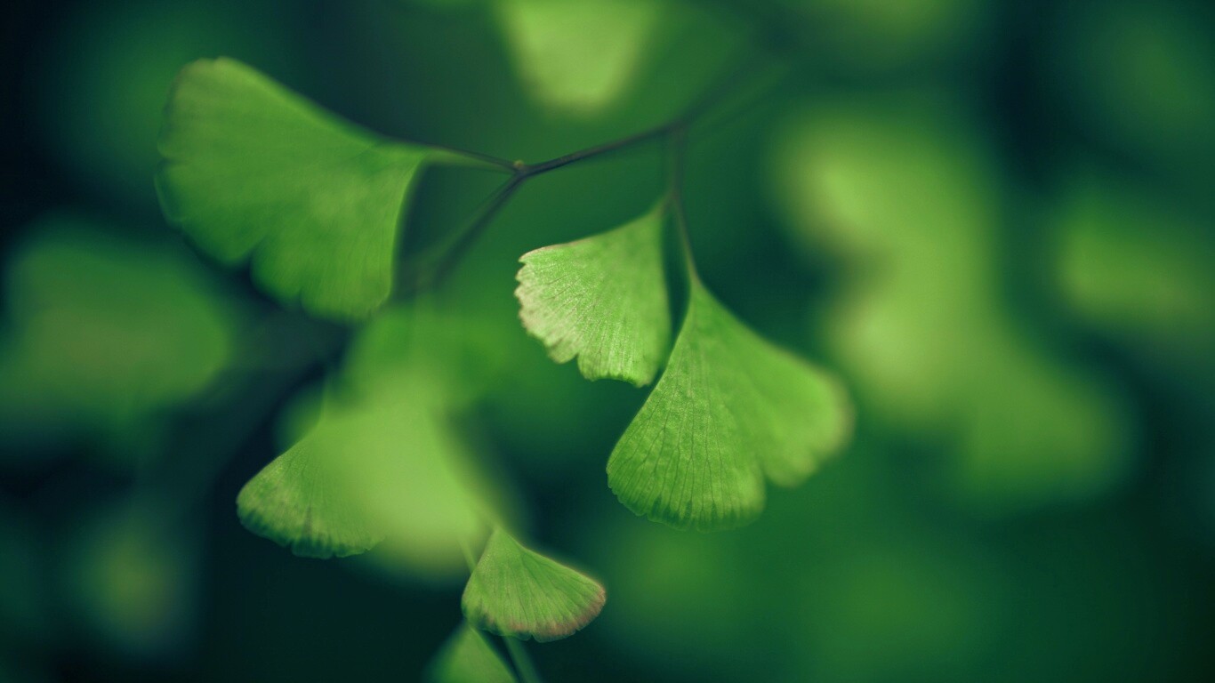 Дикие зеленые листья обои