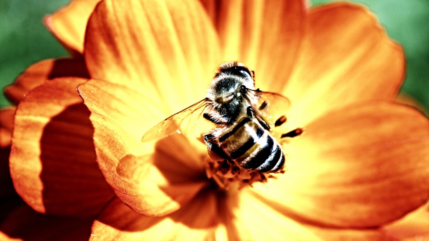 Пчела на цветке обои