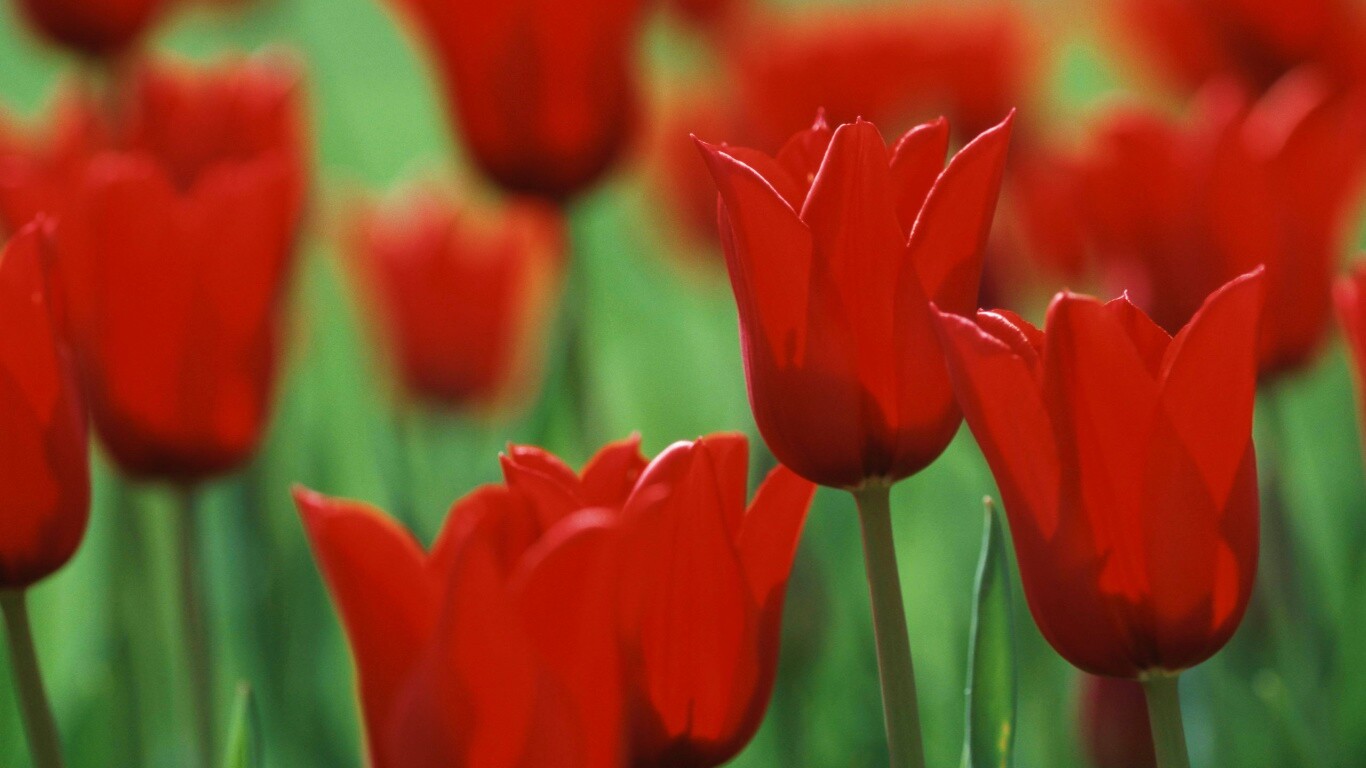 Красные цветы обои