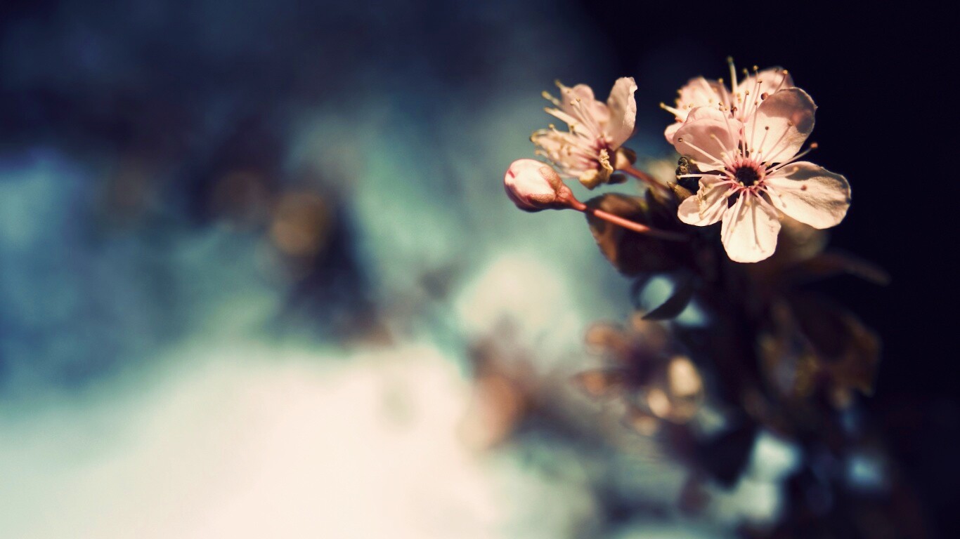 Цветок вишни обои