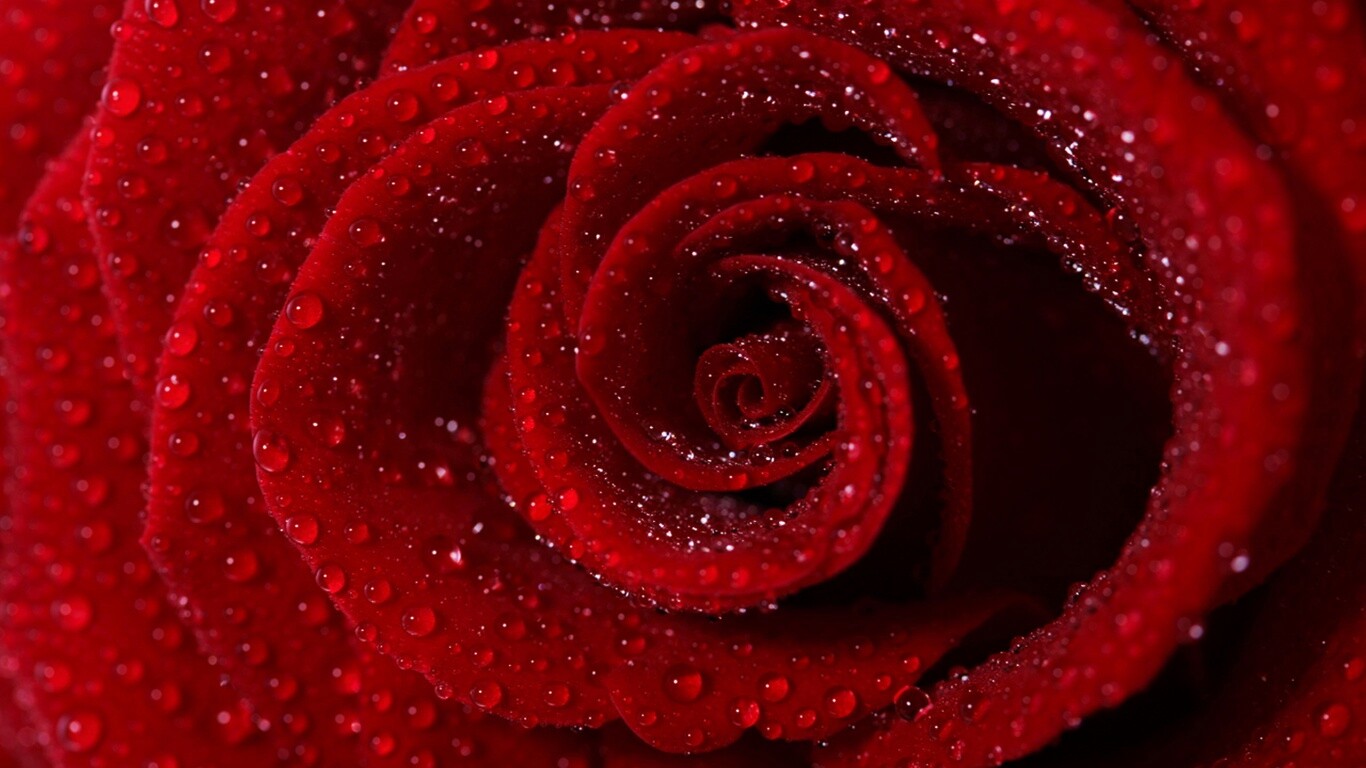 Красная роза обои