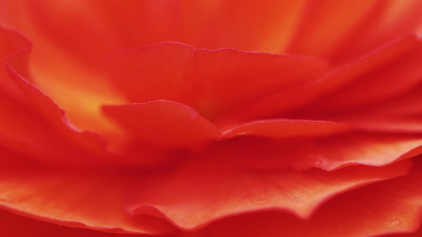 Лепестки красного цветка обои