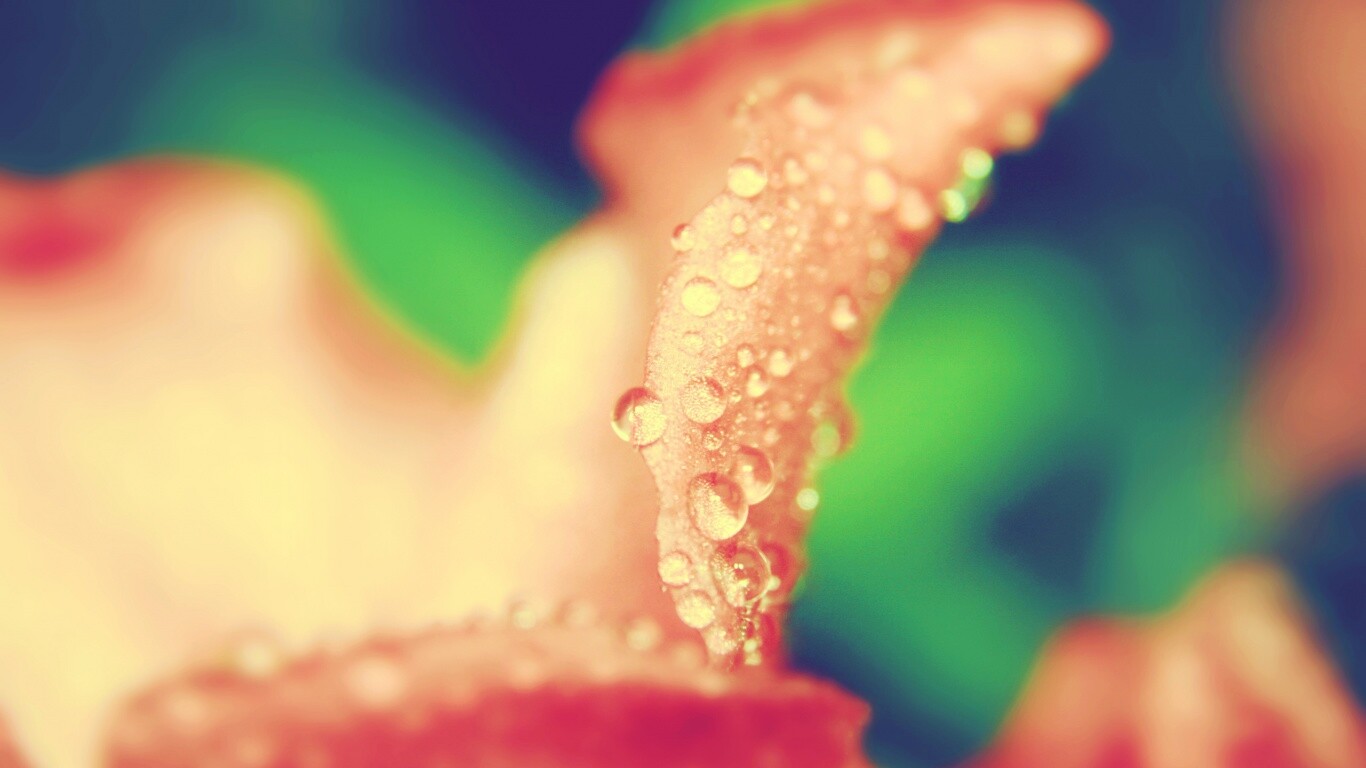 Капли росы на лепестке обои