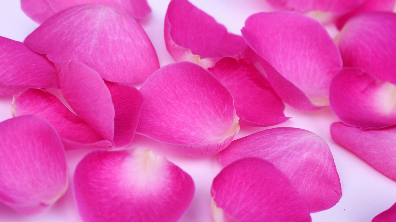 Лепестки розы обои