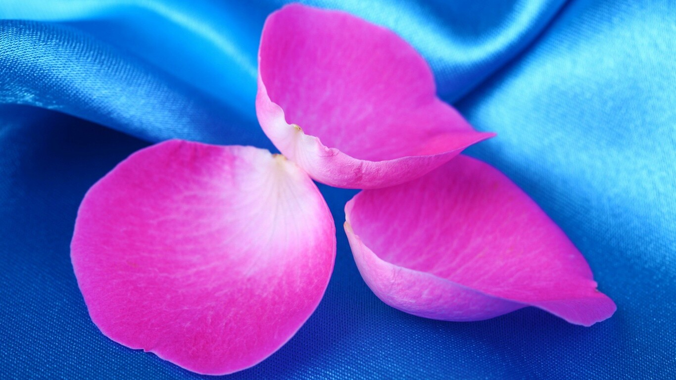 Лепестки розы на голубой ткани обои