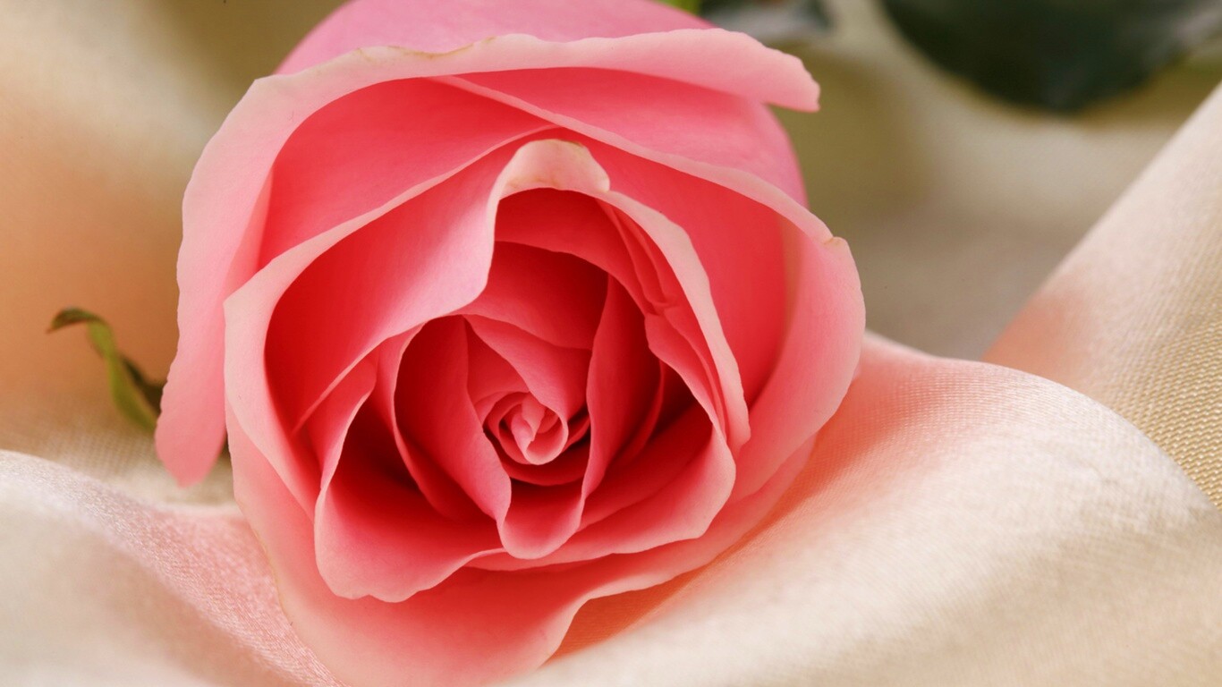 Нежная роза обои