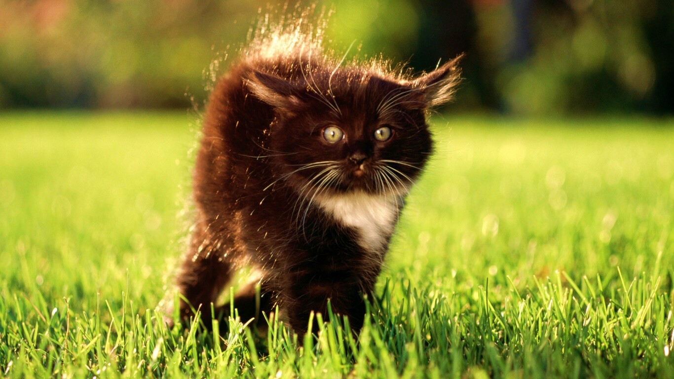 Кот воитель обои