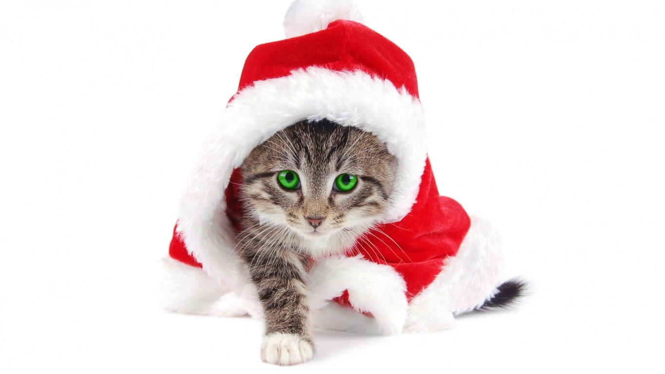 Новогодний кот обои