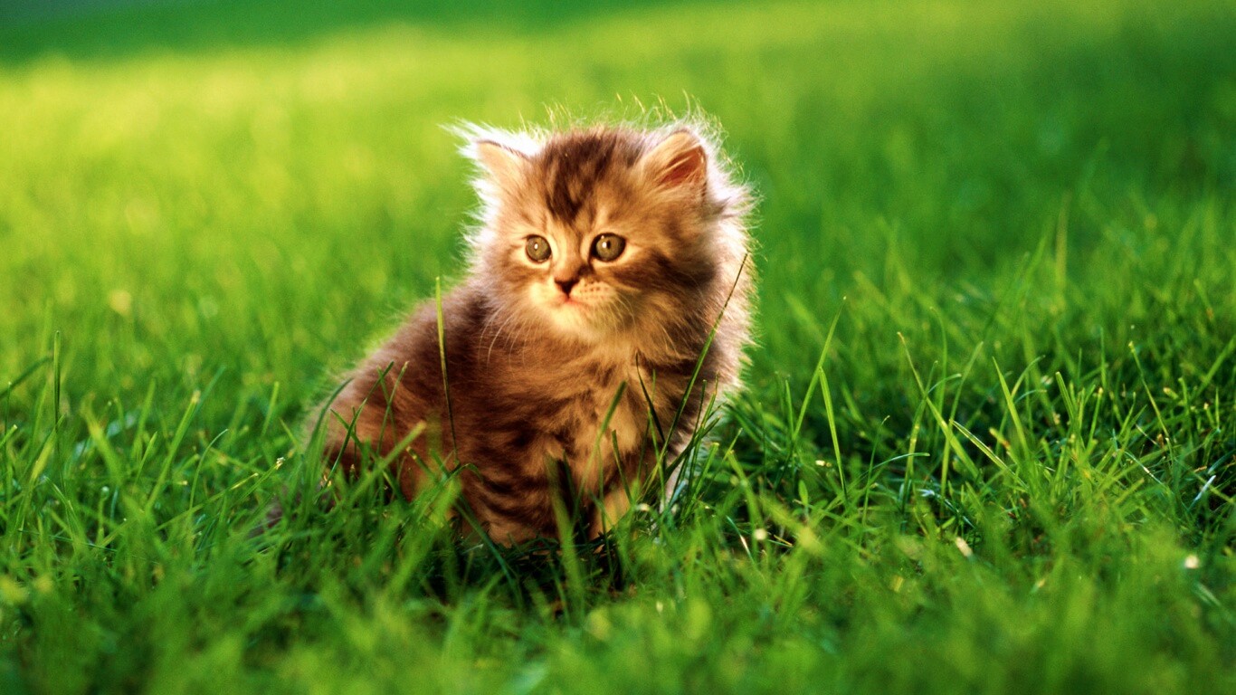 Пушистый котенок в траве обои