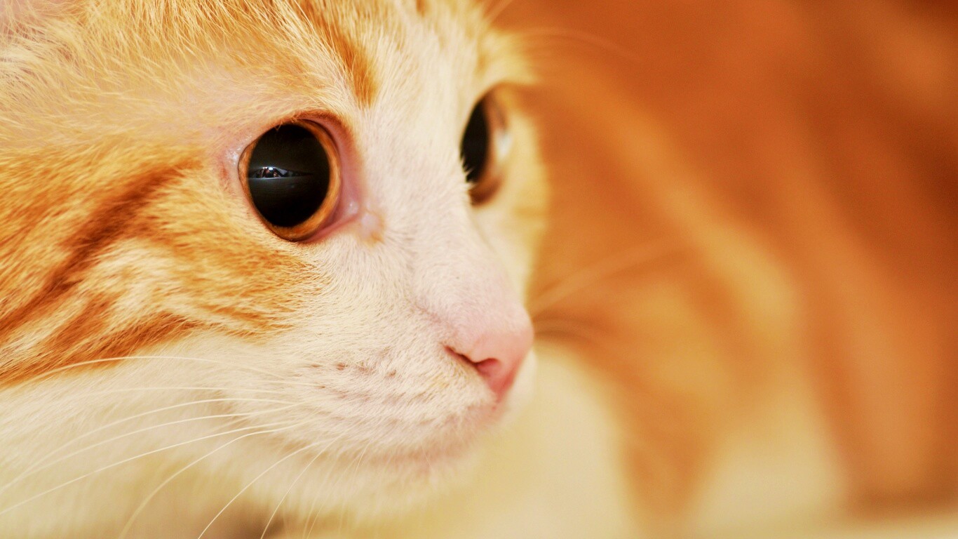 Кот с большими глазами обои