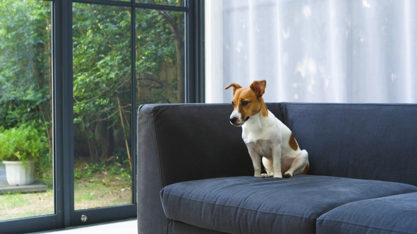 Пес на диване обои