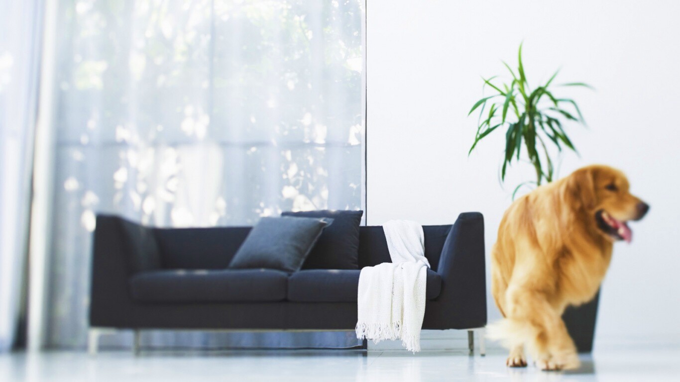 Собака в быту обои