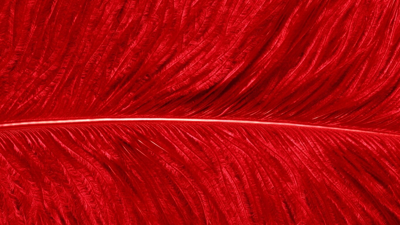 Перо попугая обои