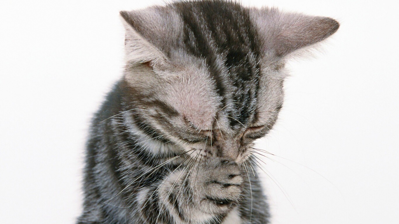 Котенок обои