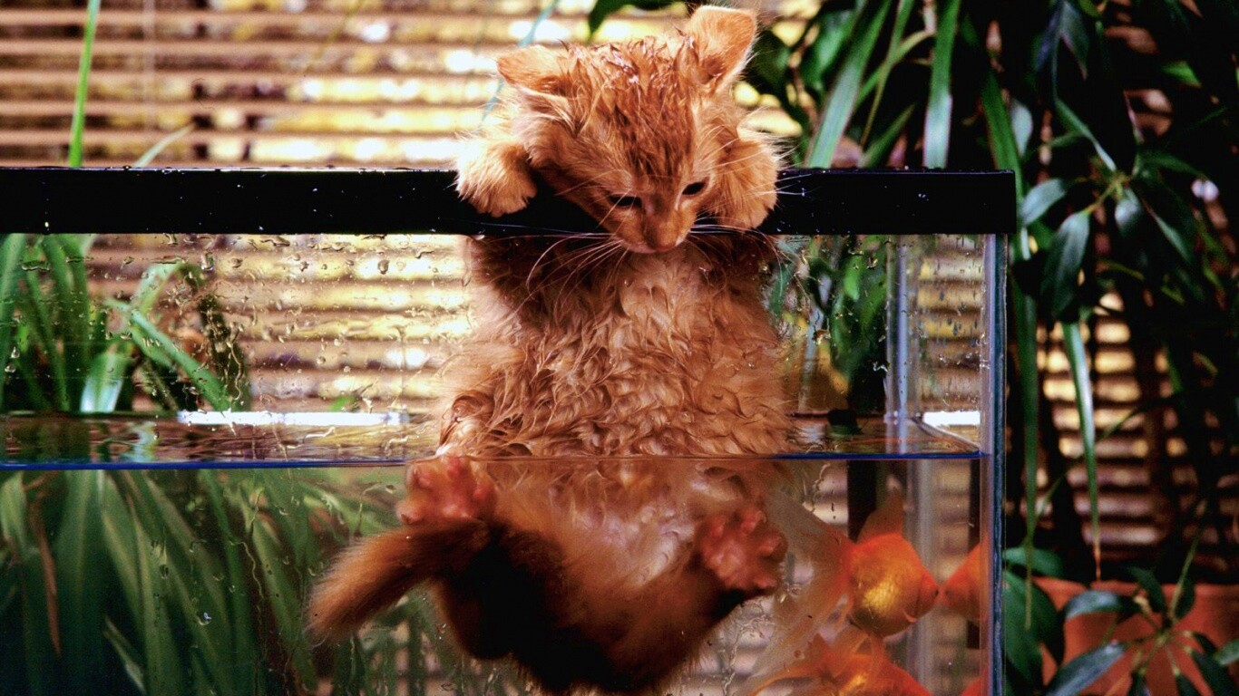 Мокрая киска обои