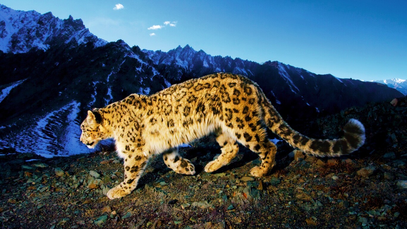 Леопард обои