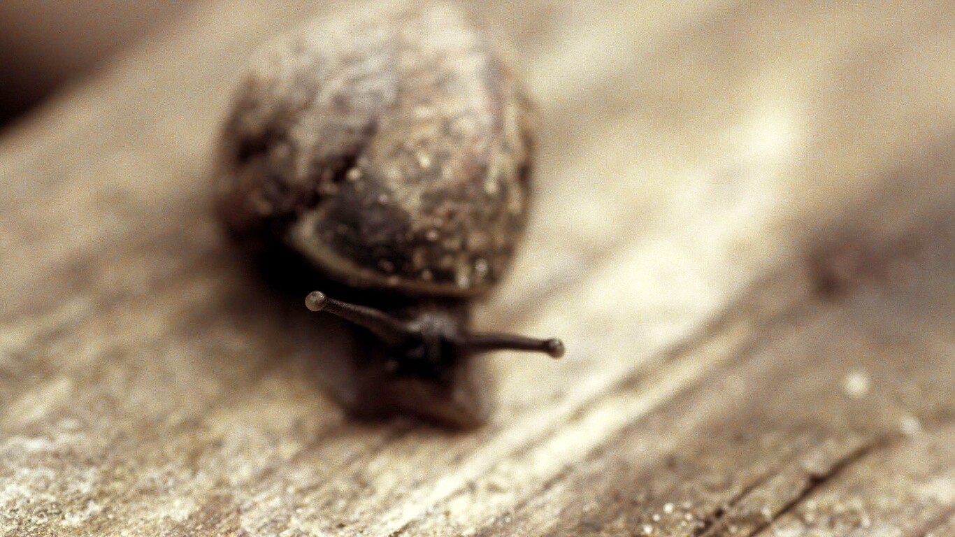 Улитка на ветке обои