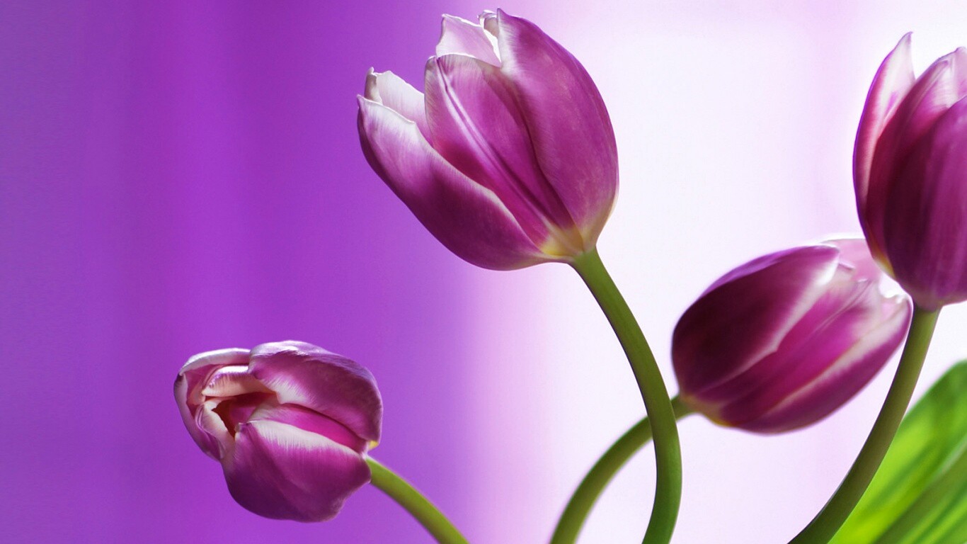 Сиреневые цветы обои