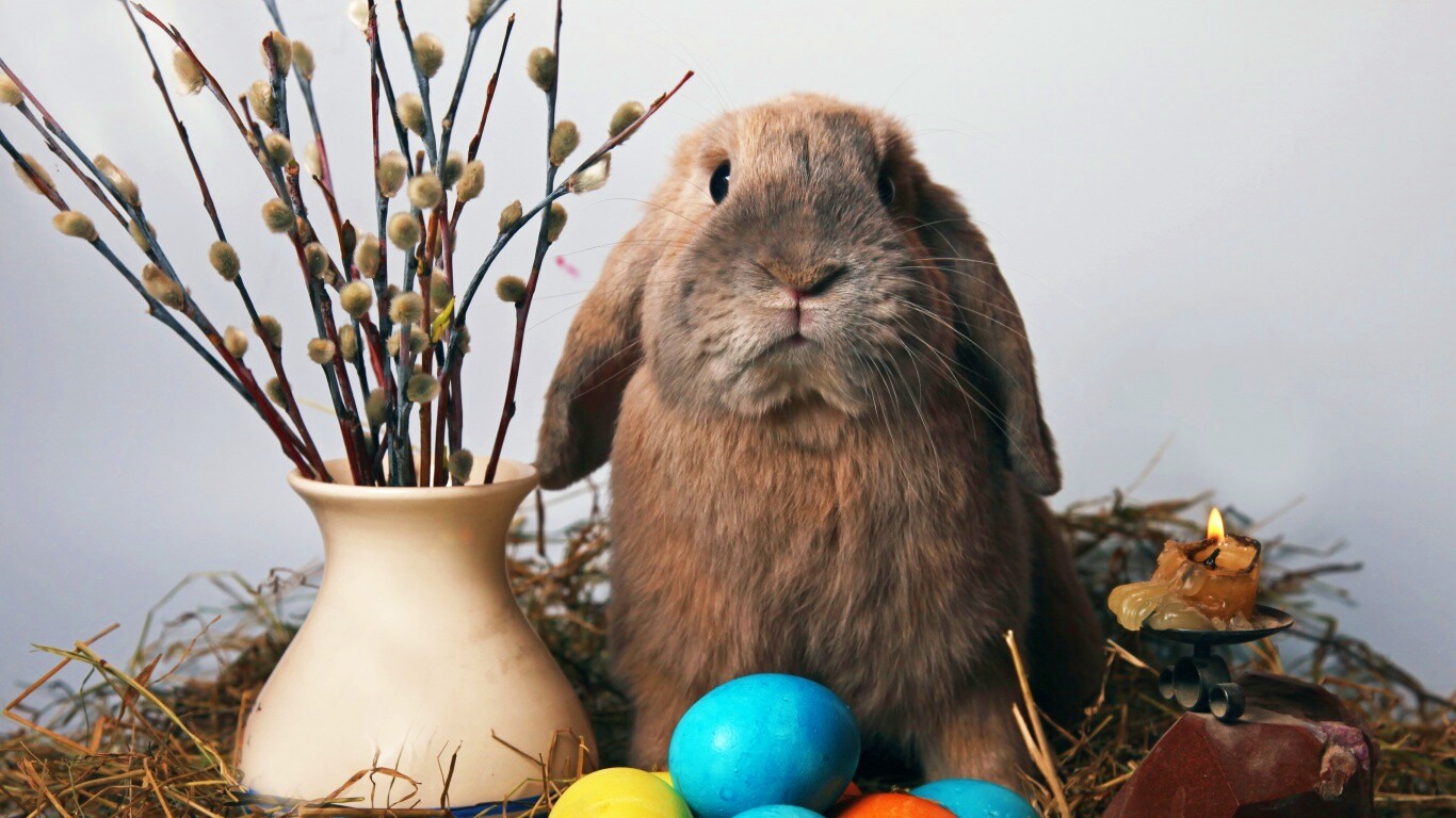 Пасхальный кролик обои