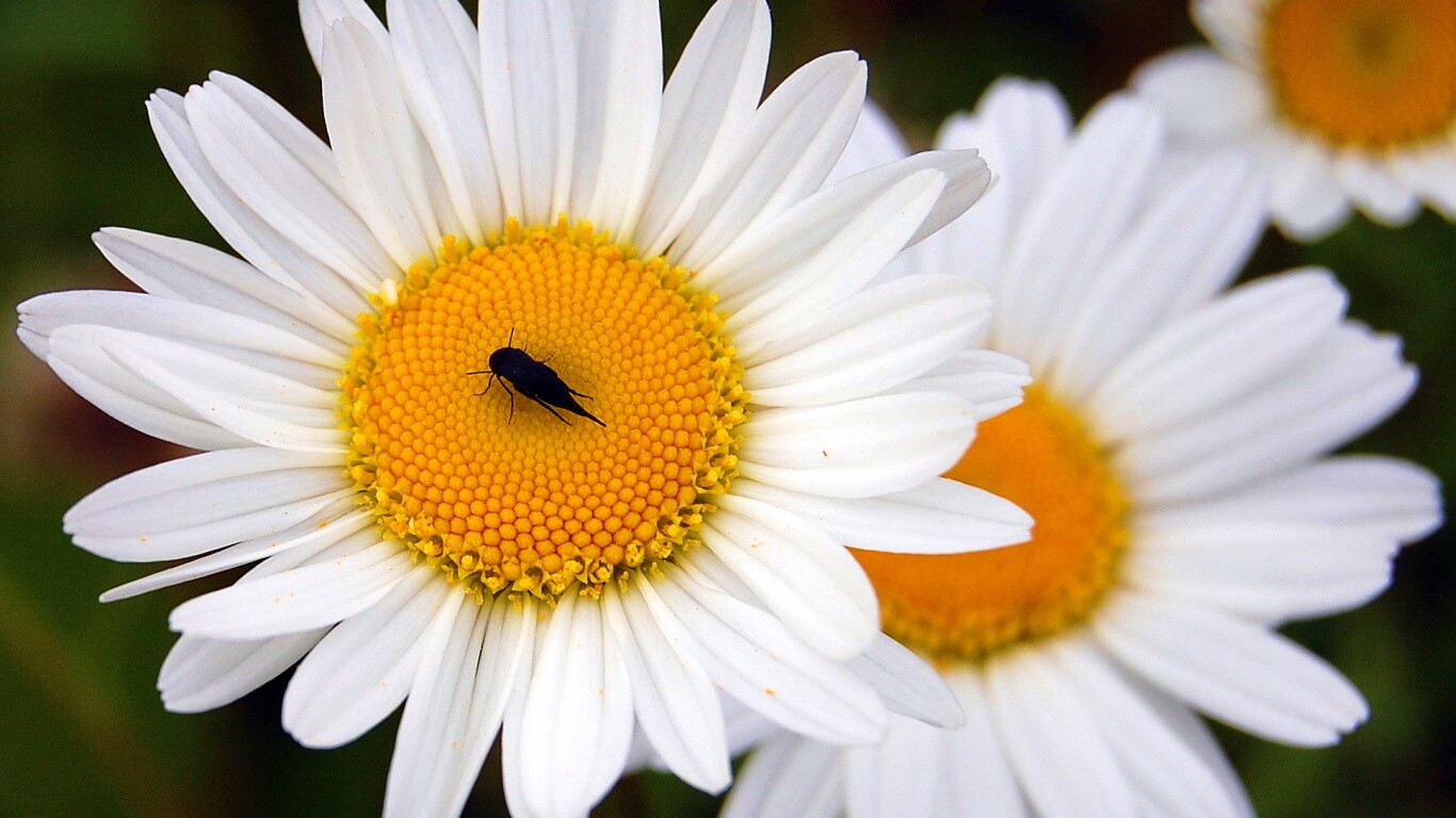 Ромашки обои