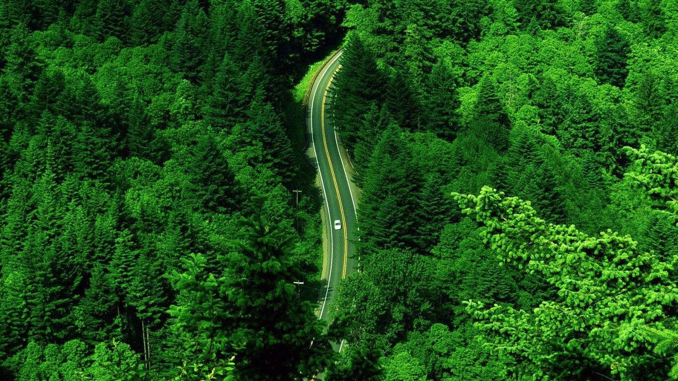 Лесная трасса обои