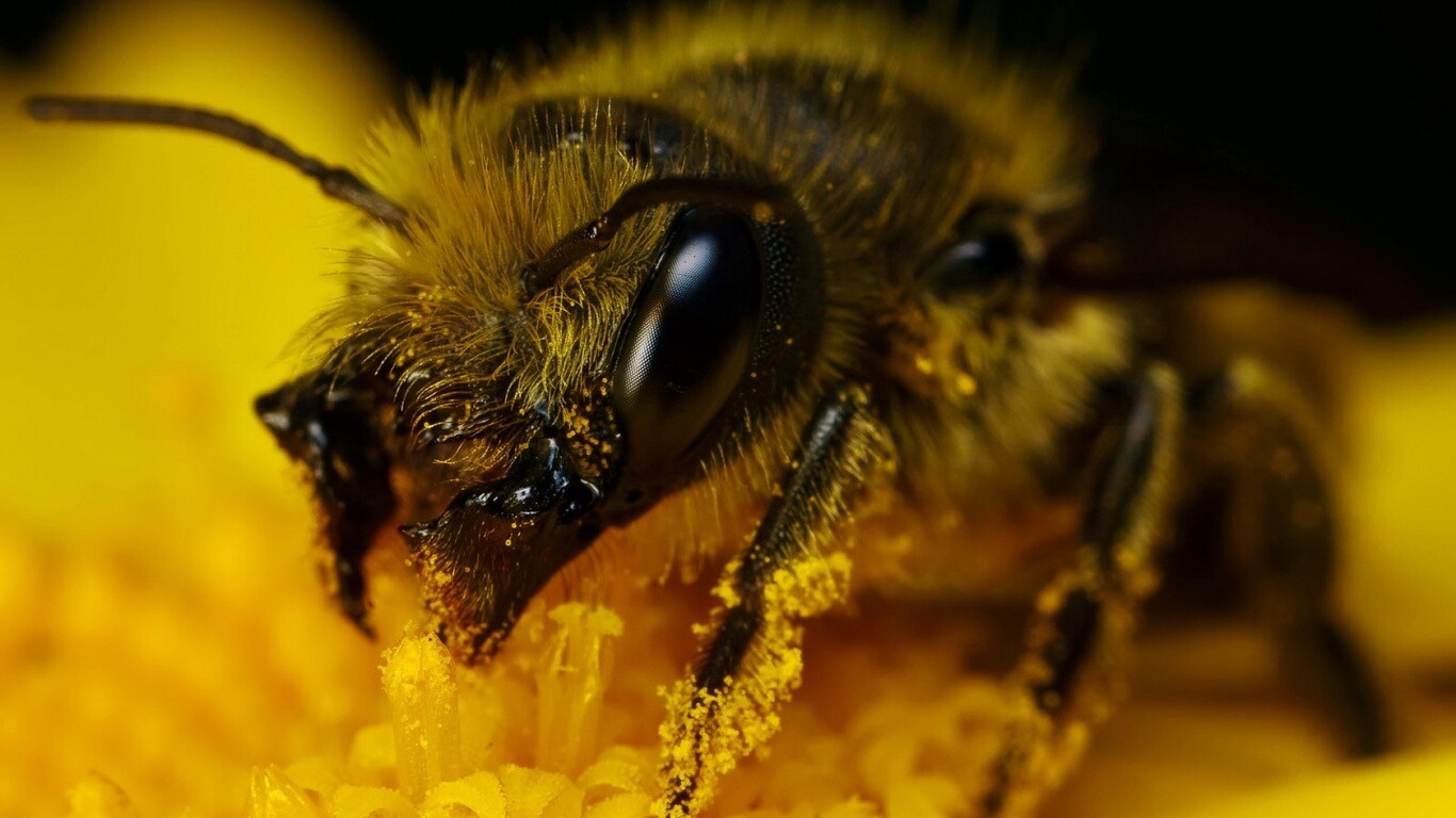 Пчела крупным планом обои