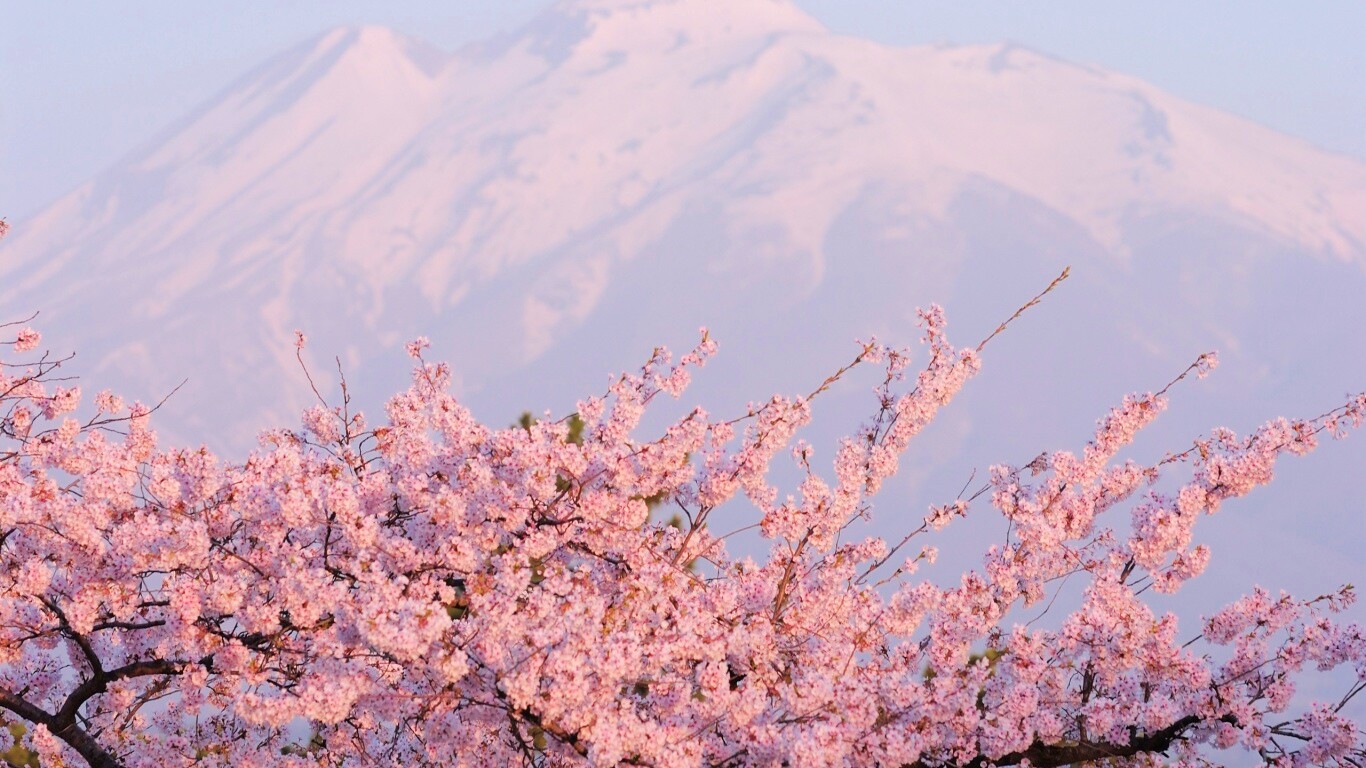 Цветение вишни в горах обои