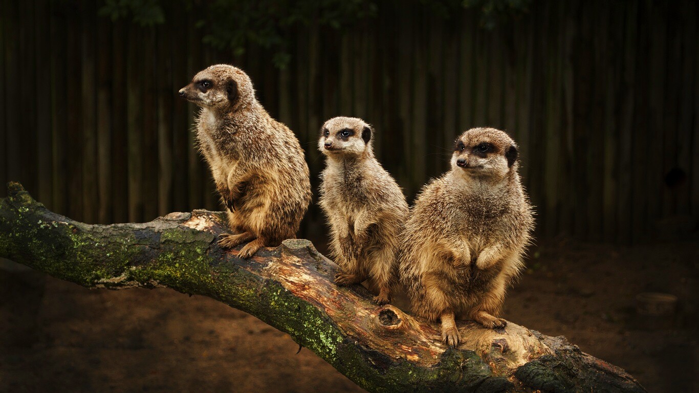 В дозоре обои