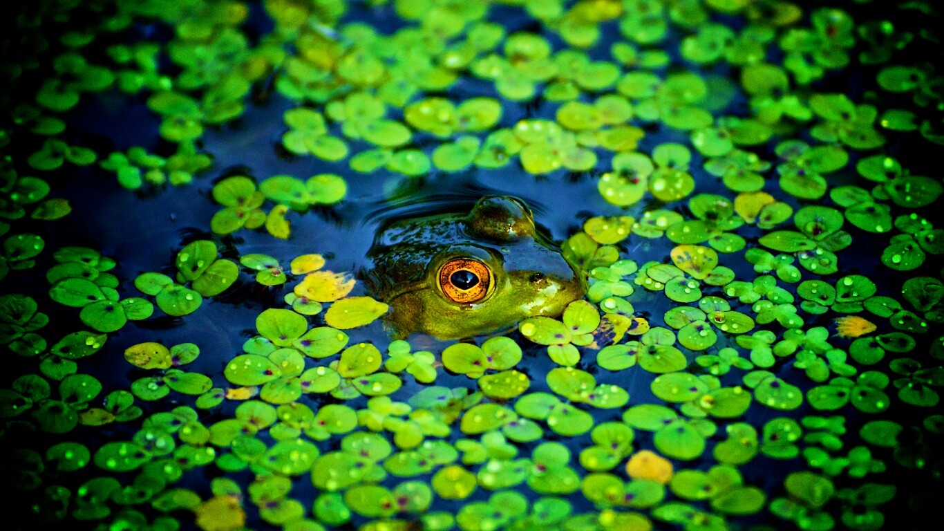 Маленькая лягушка обои