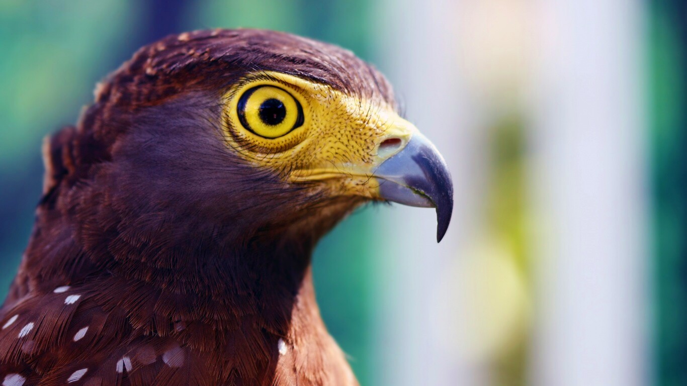 Взгляд орла обои