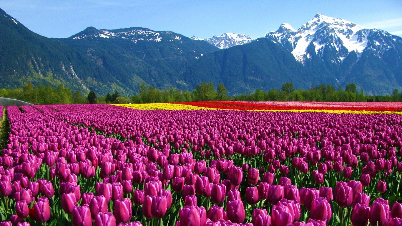 Поле тюльпанов обои