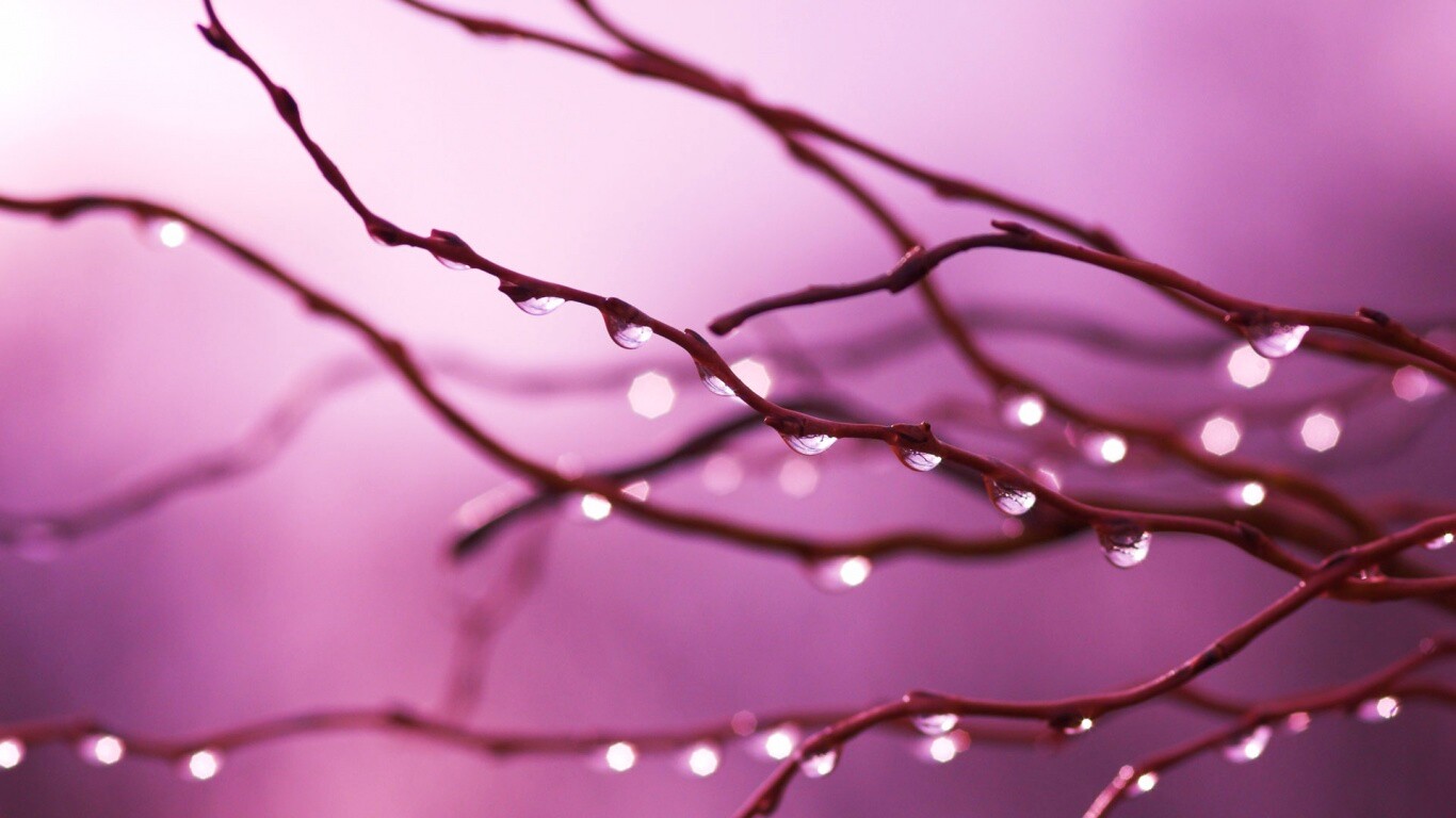 Капли на ветке обои