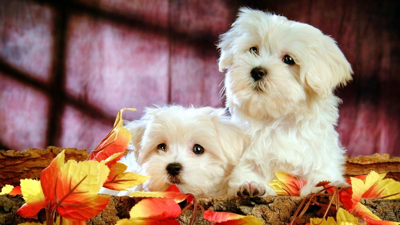 Два белых и пушистых пёсика  обои