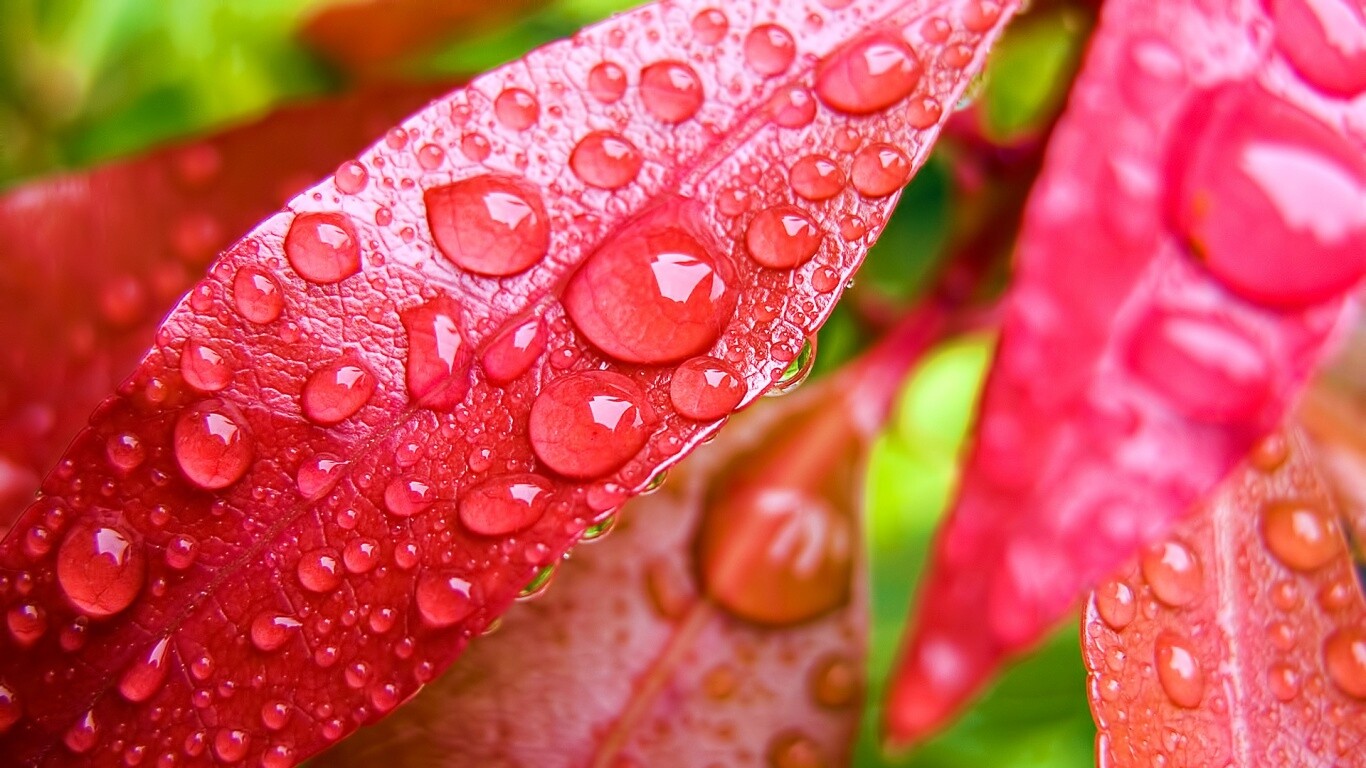 Капли росы на красных листьях обои