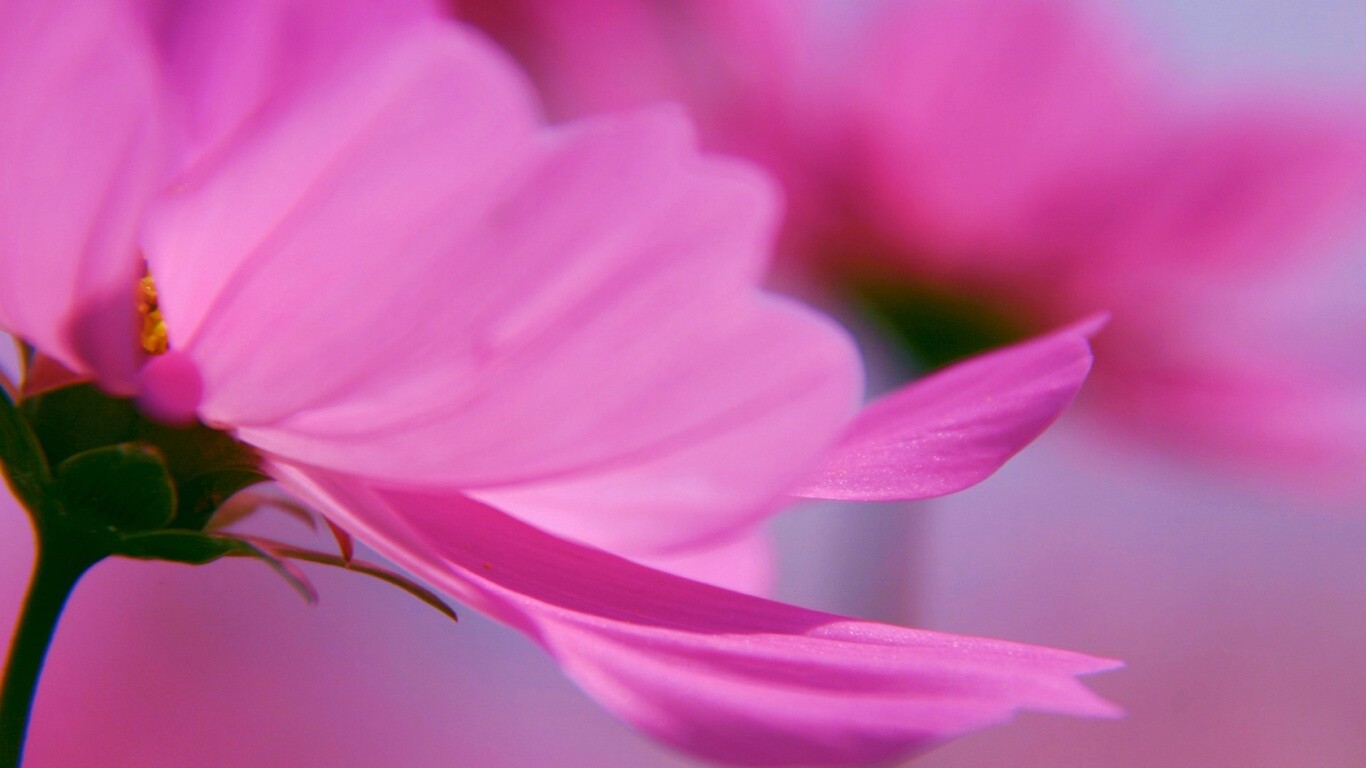 Розовый цветок обои