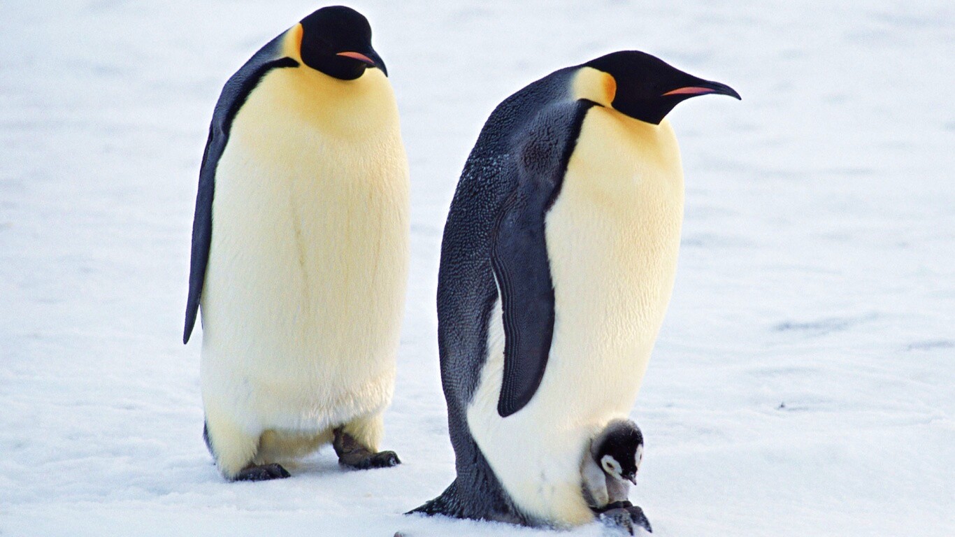 Семья пингвинов обои