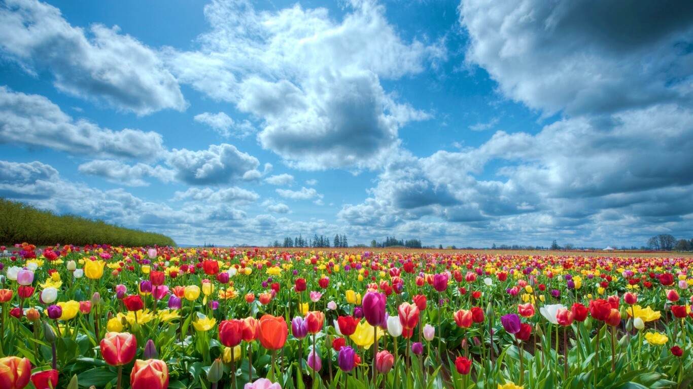Поле тюльпанов обои
