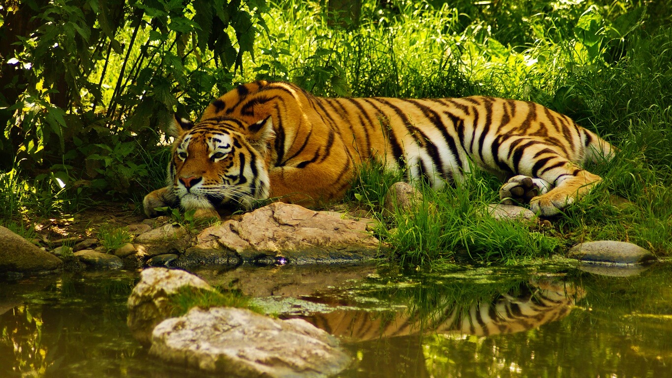 Тигр отдыхает обои