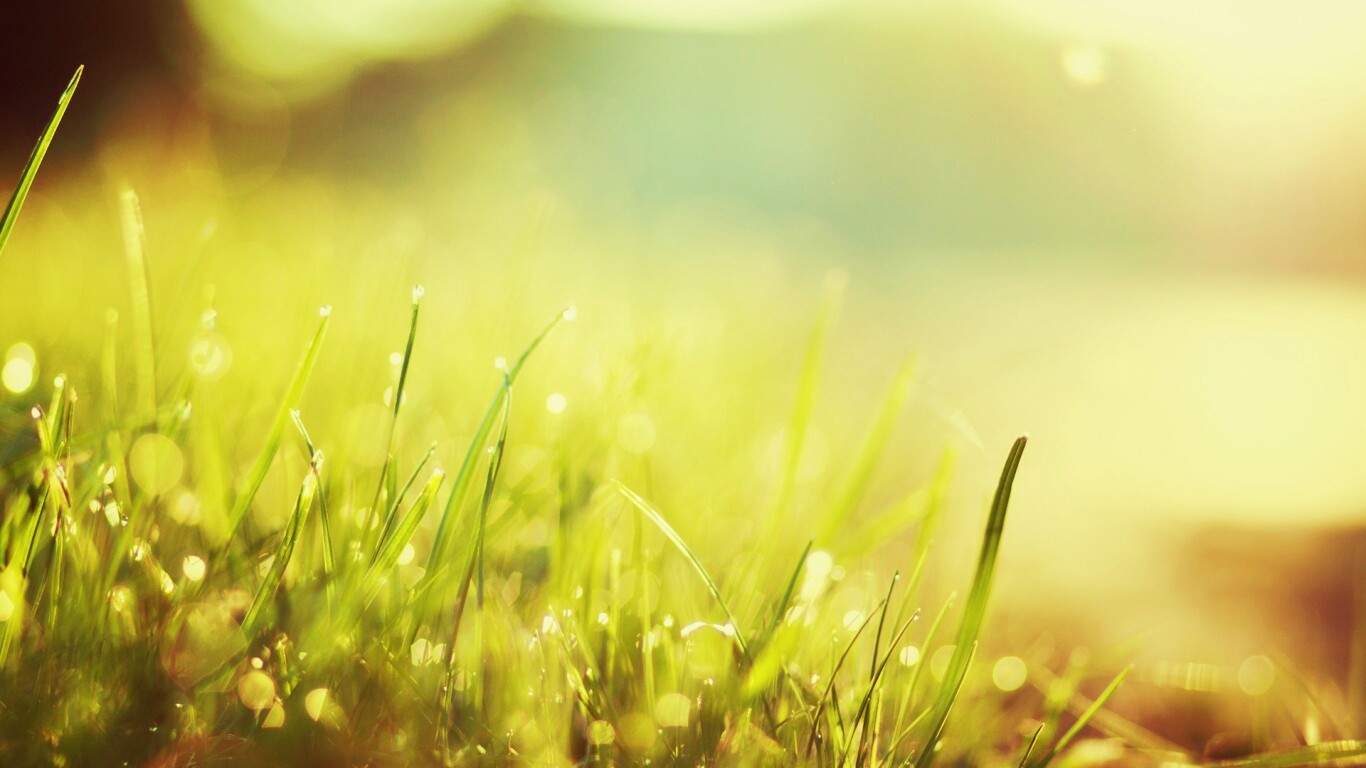 Красивая сочная трава обои